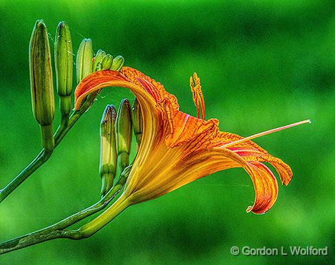 Daylily Profile_DSCF05758.jpg - Photographed near Carleton Place, Ontario, Canada.